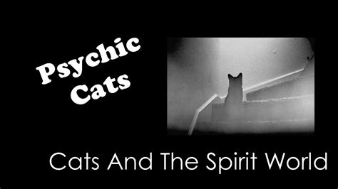Discovering Your Destiny: How Divination Cats Can Guide You
